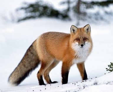Renard1