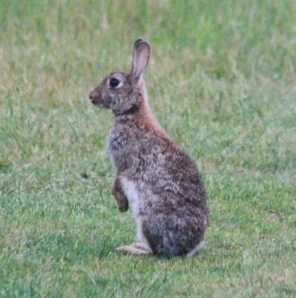 Lapin1