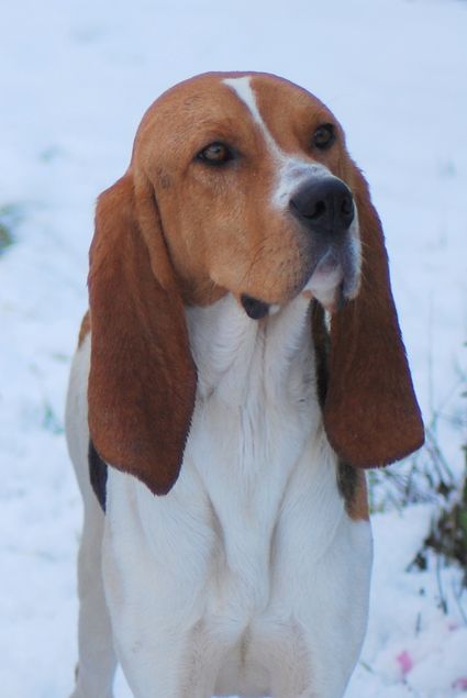 Chien d'Artois à Olivier Jeanneau