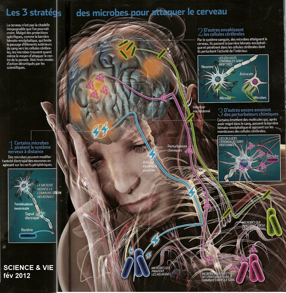 Science vie microbes 2