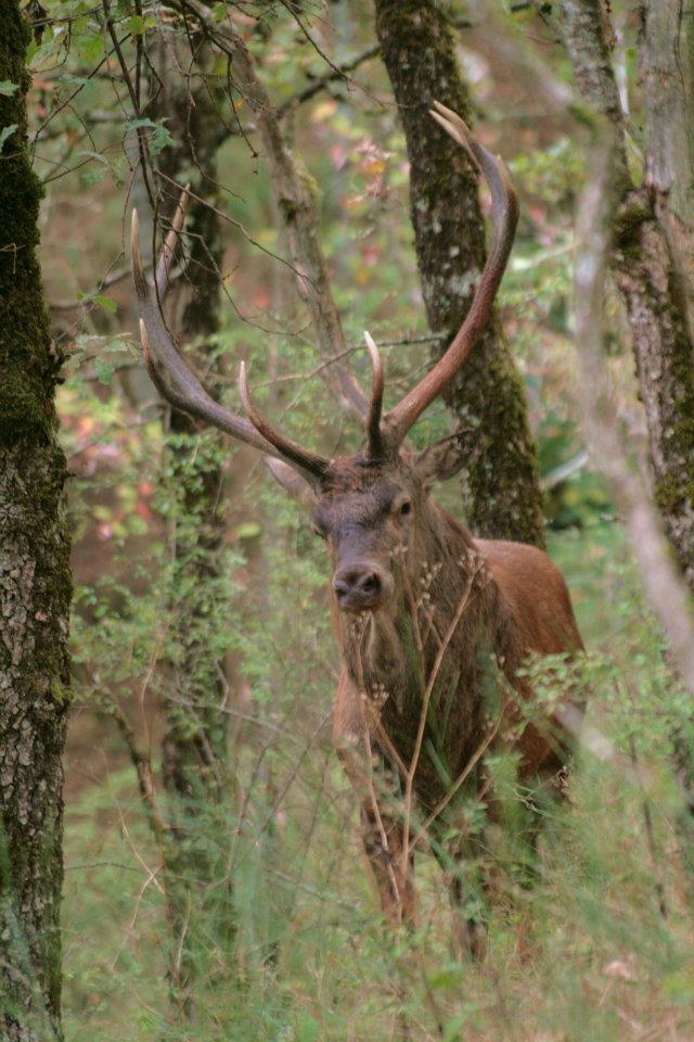 182179 3532866643619 447759867 n