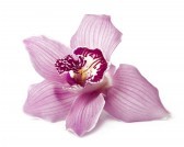 14238787 orchidee rose isole sur blanc