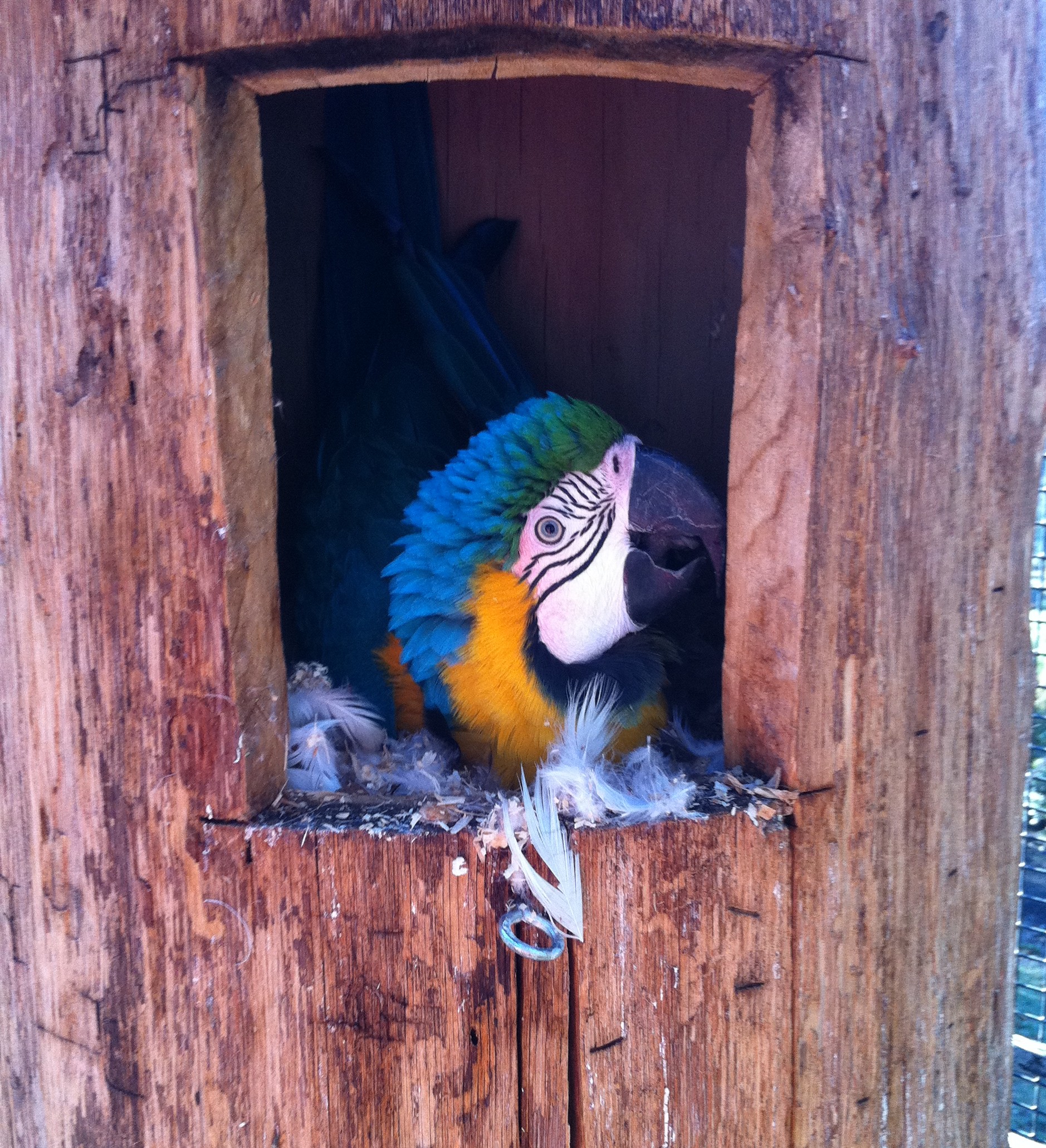 Ara ararauna couvant ses oeufs