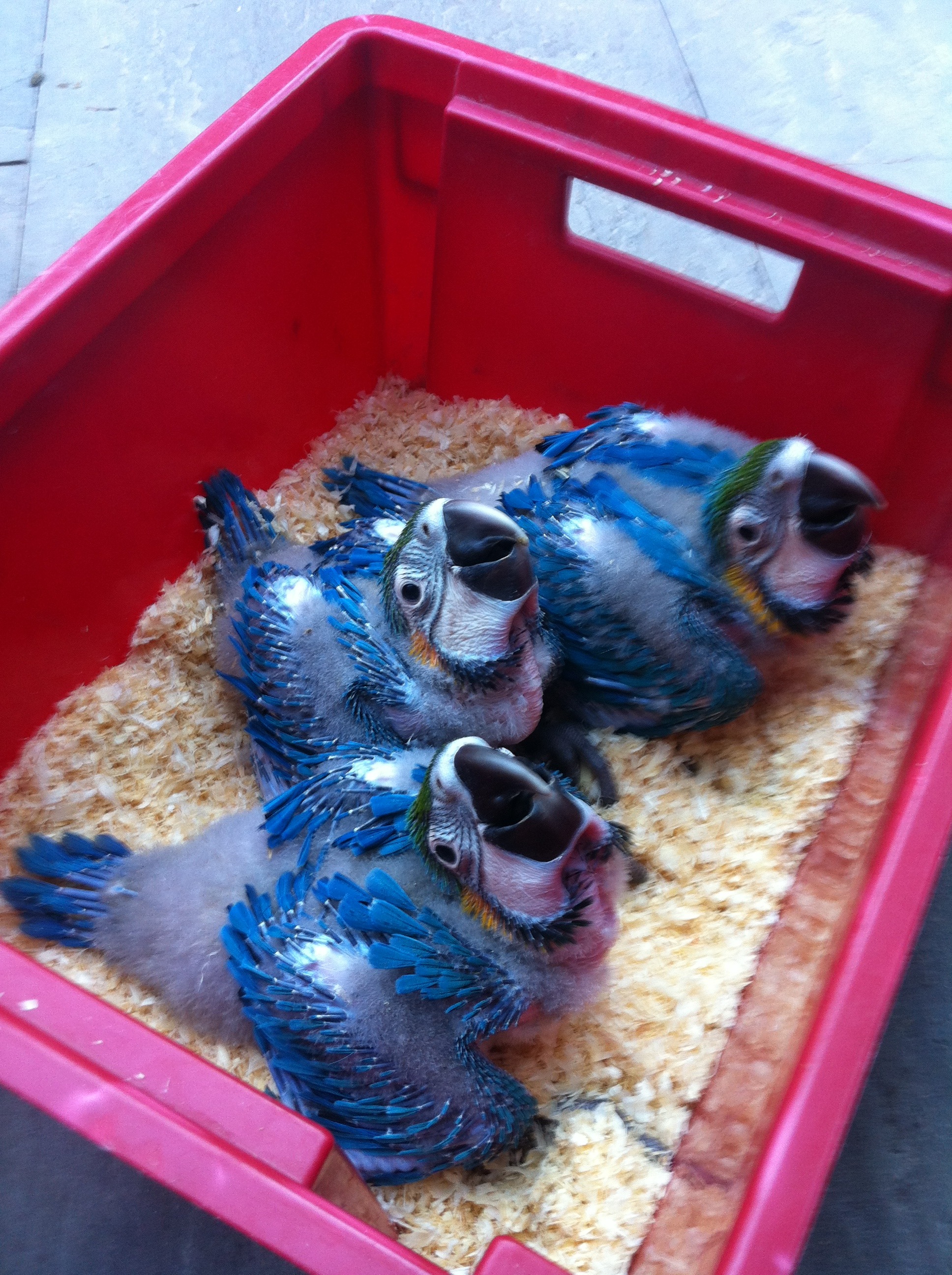 Jeunes Ara ararauna commençant a s'emplumer