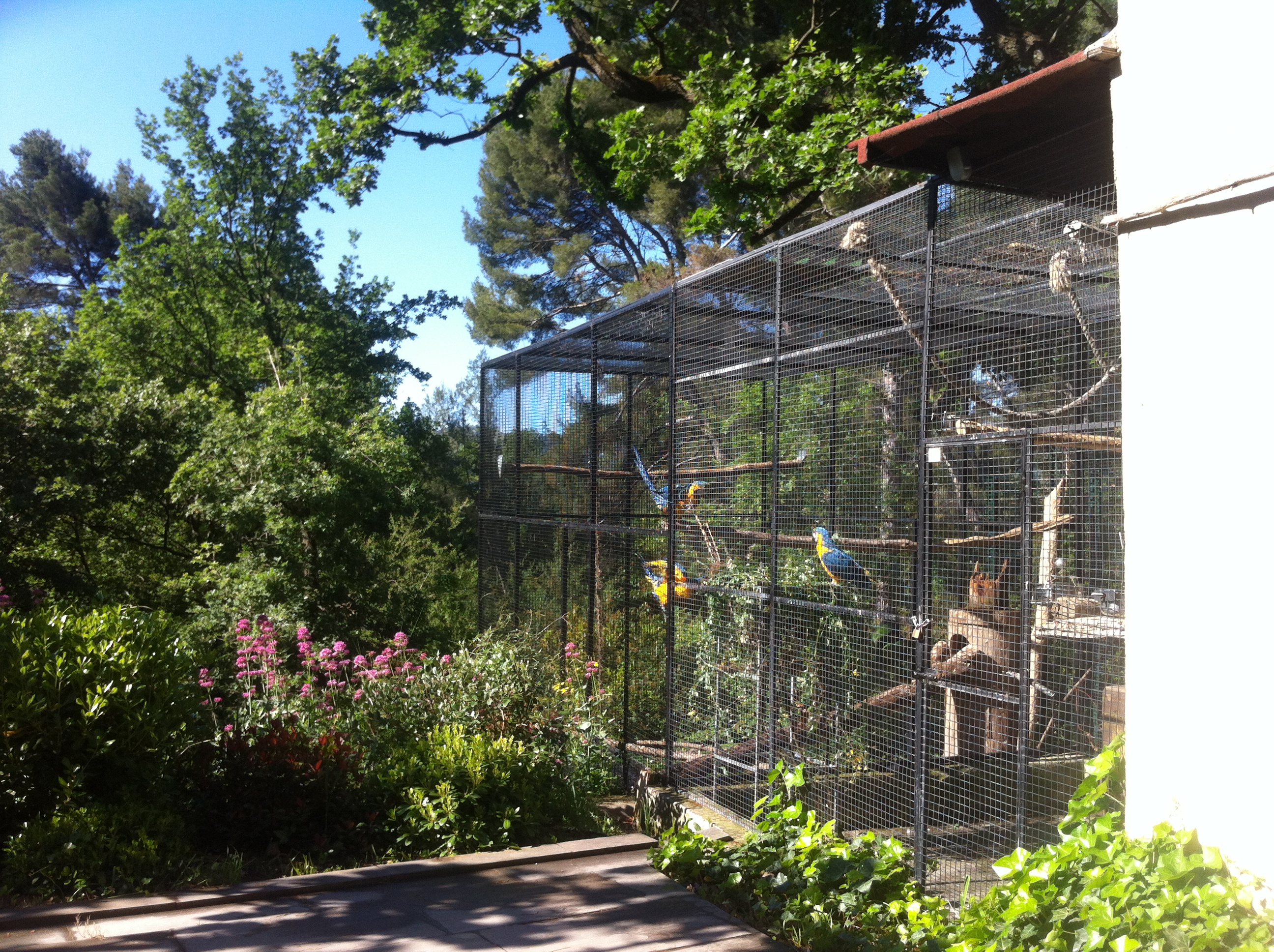 Volière de perroquets aras