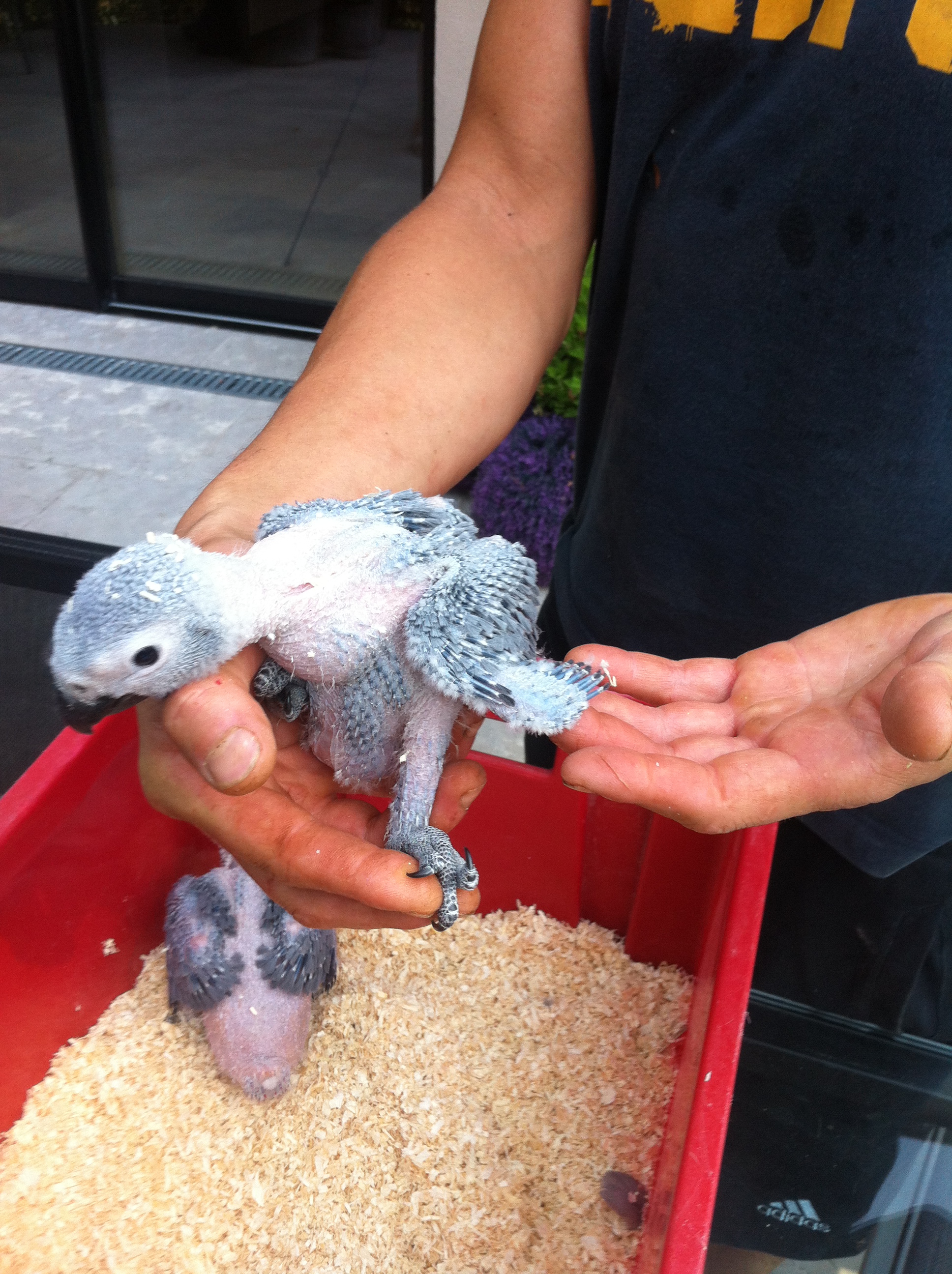 Nos bébés Gris du Gabon