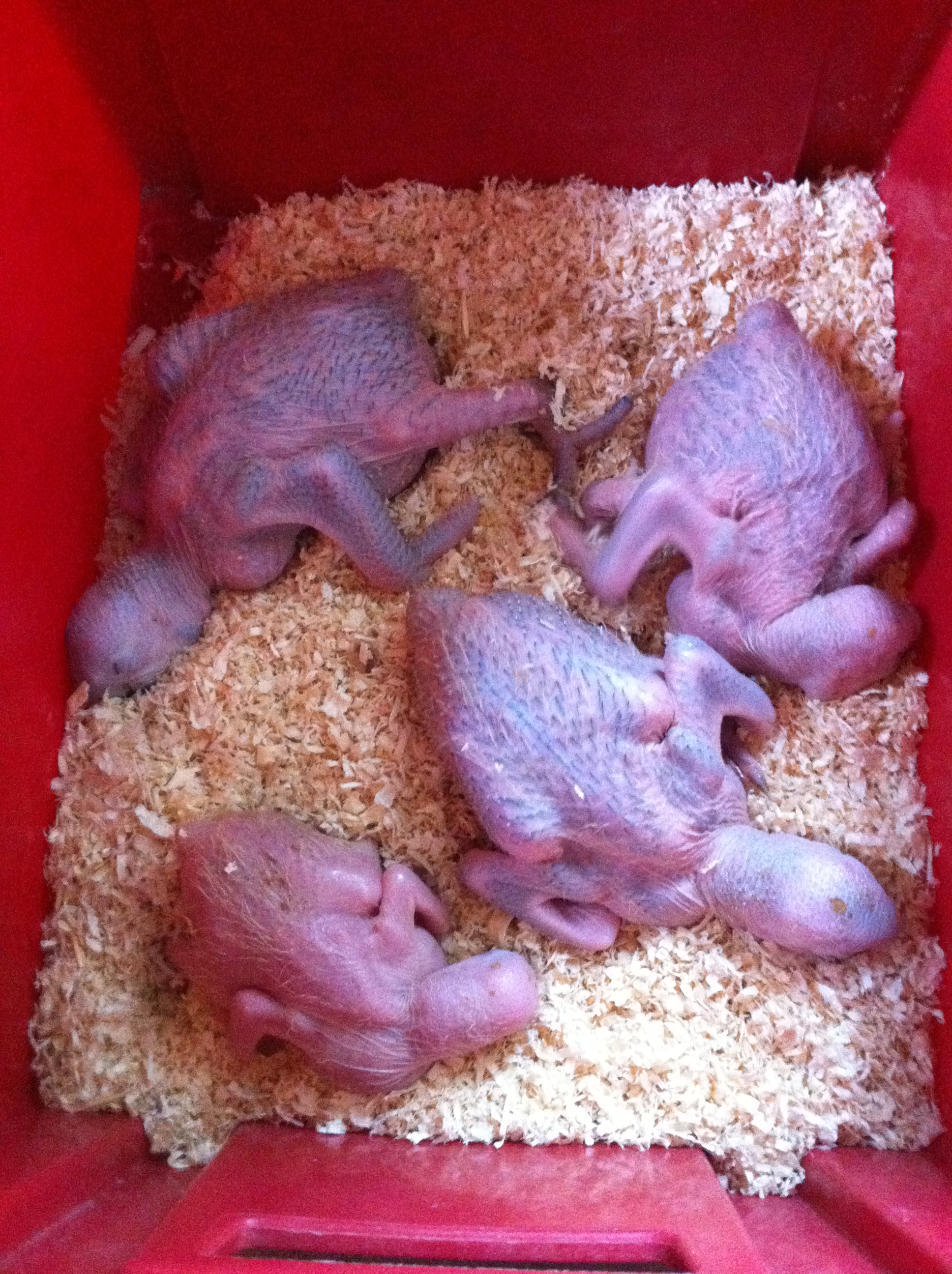 Bébés perroquets Ara ....