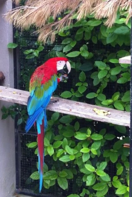 Notre Ara chloroptère en degustant une noix