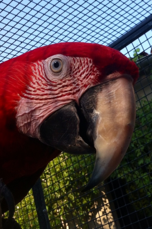 Perroquet Ara chloroptere