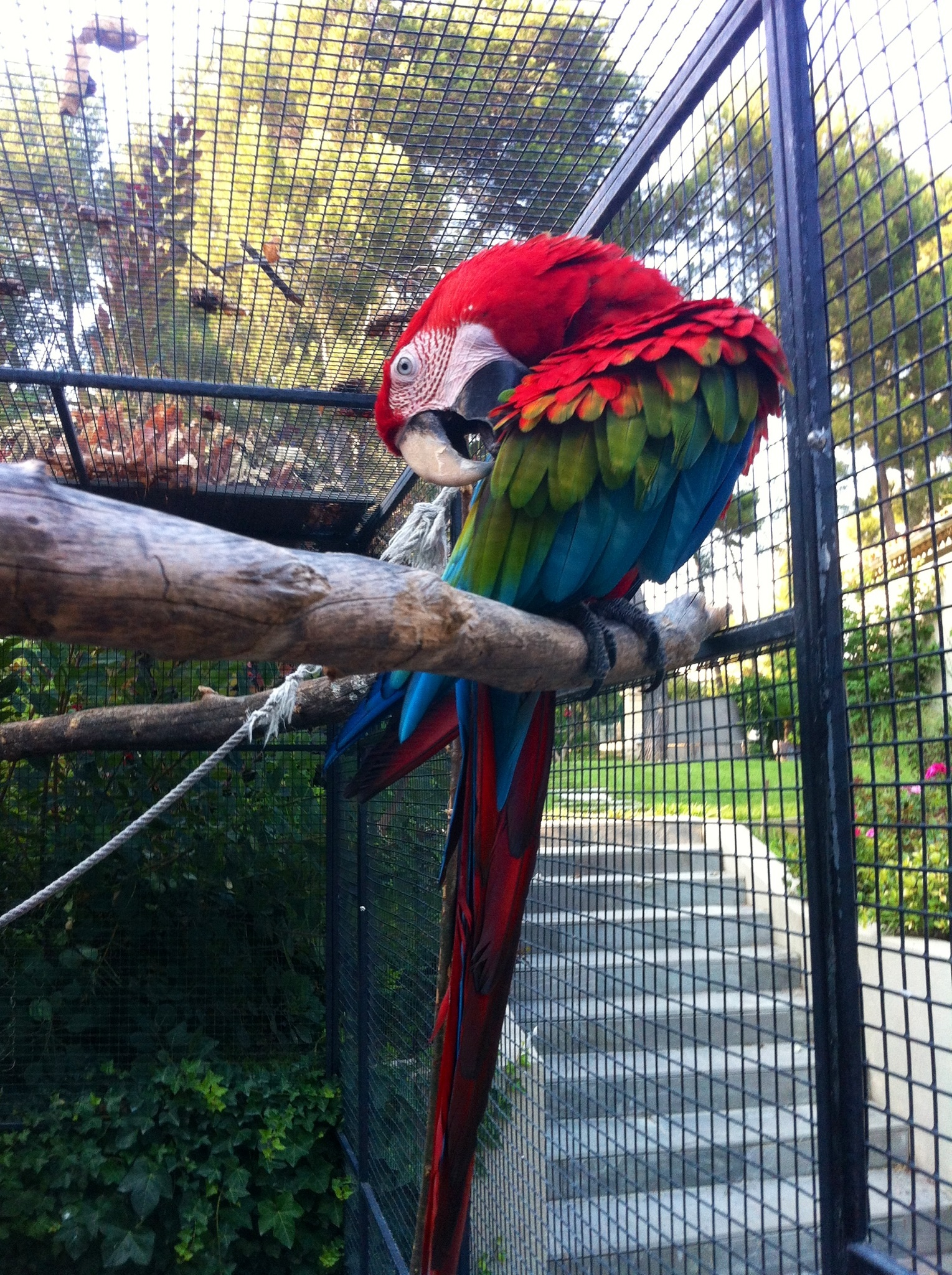 Notre perroquet ara chloroptere se lissant les plumes