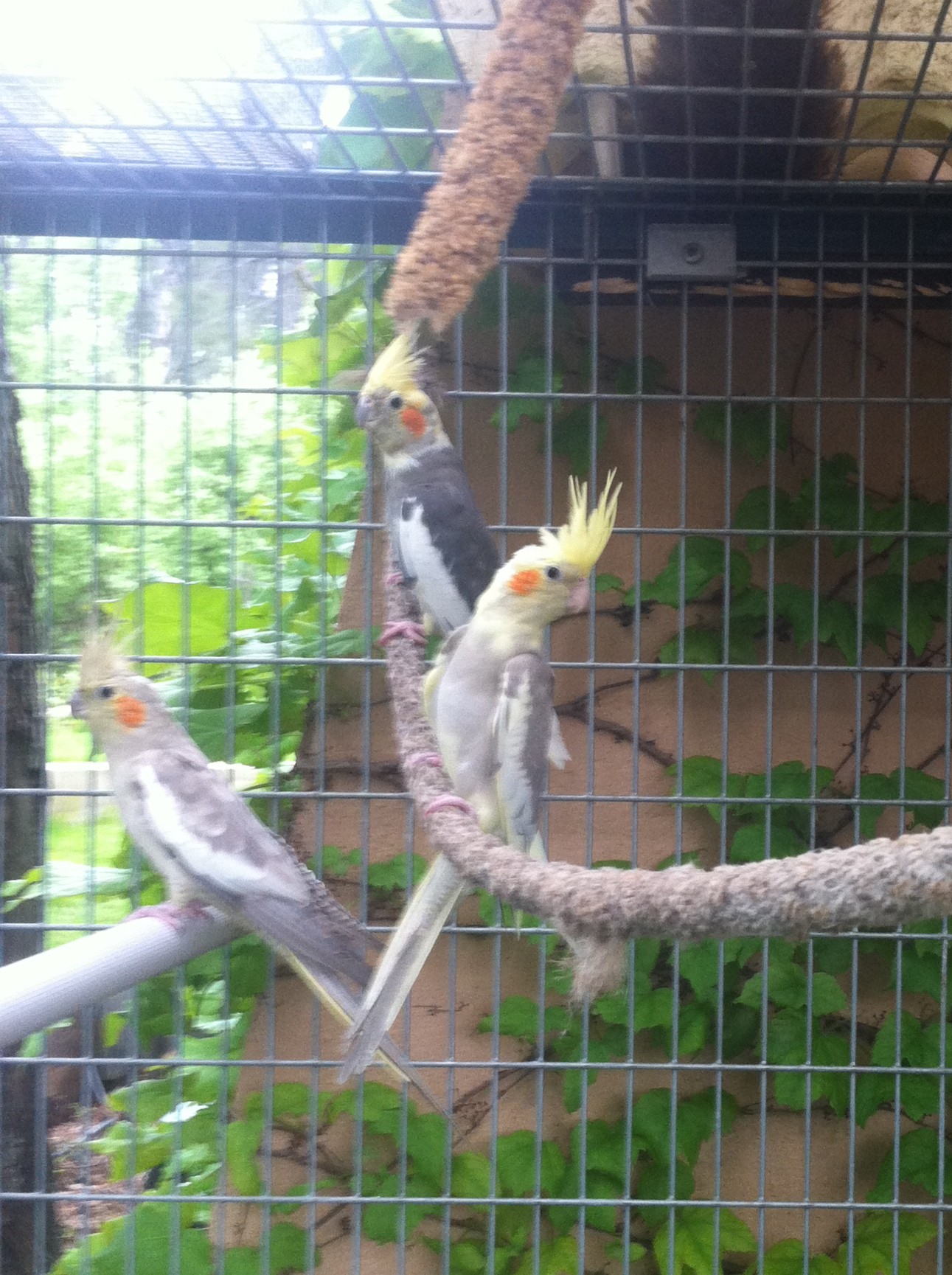 Nos jeunes calopsittes