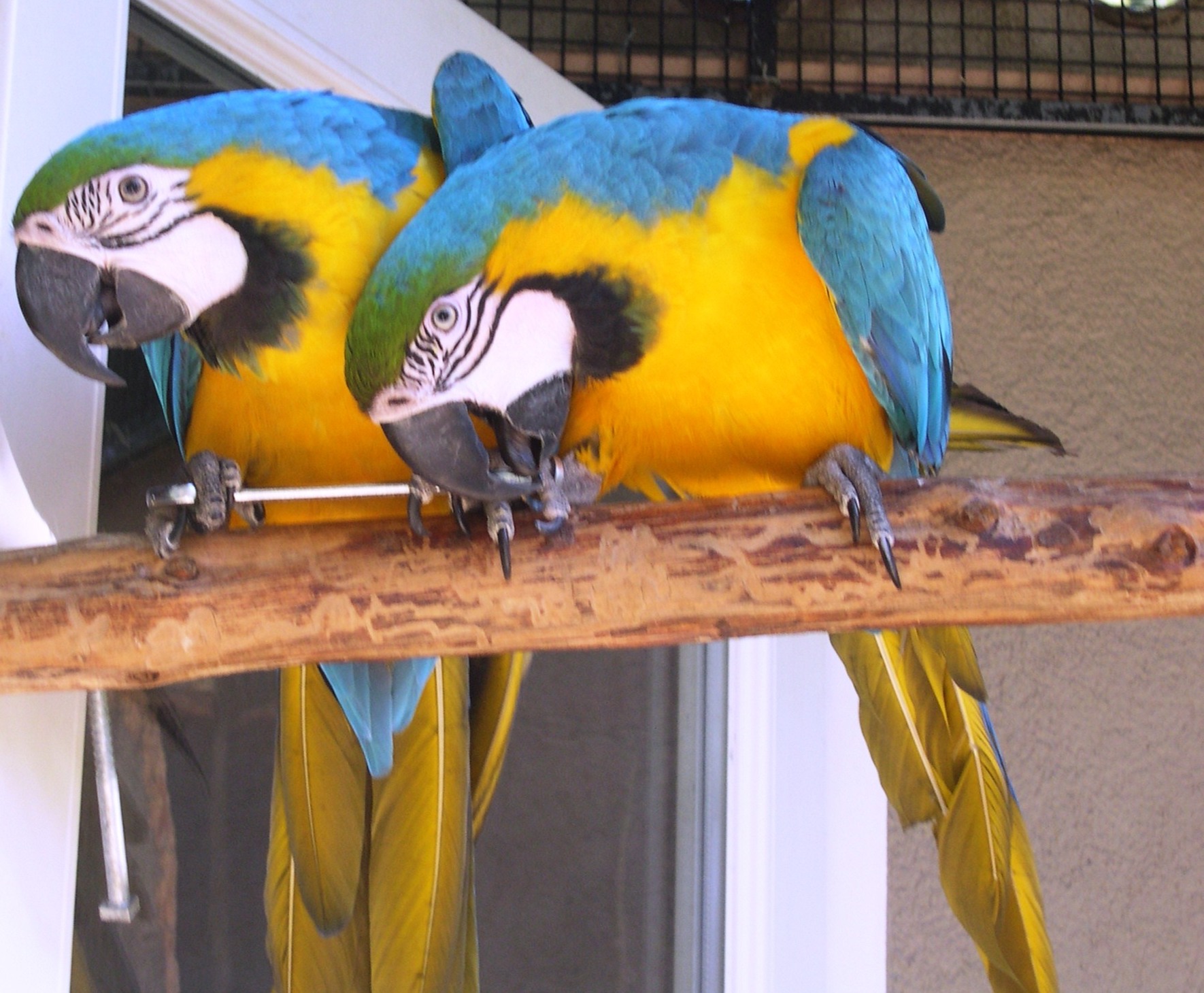  Couple d'ara ararauna 