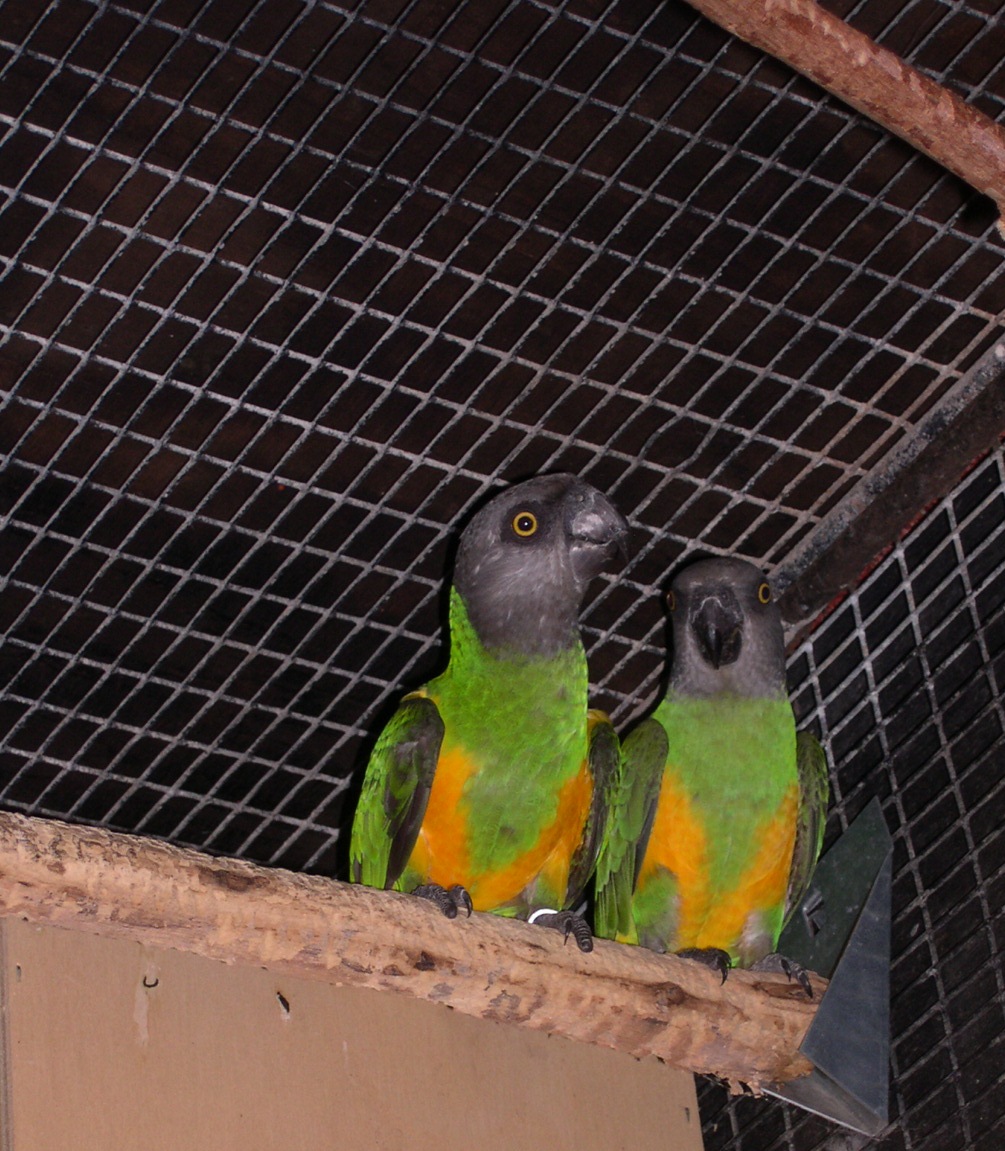 Couple de perroquets du Sénégal.