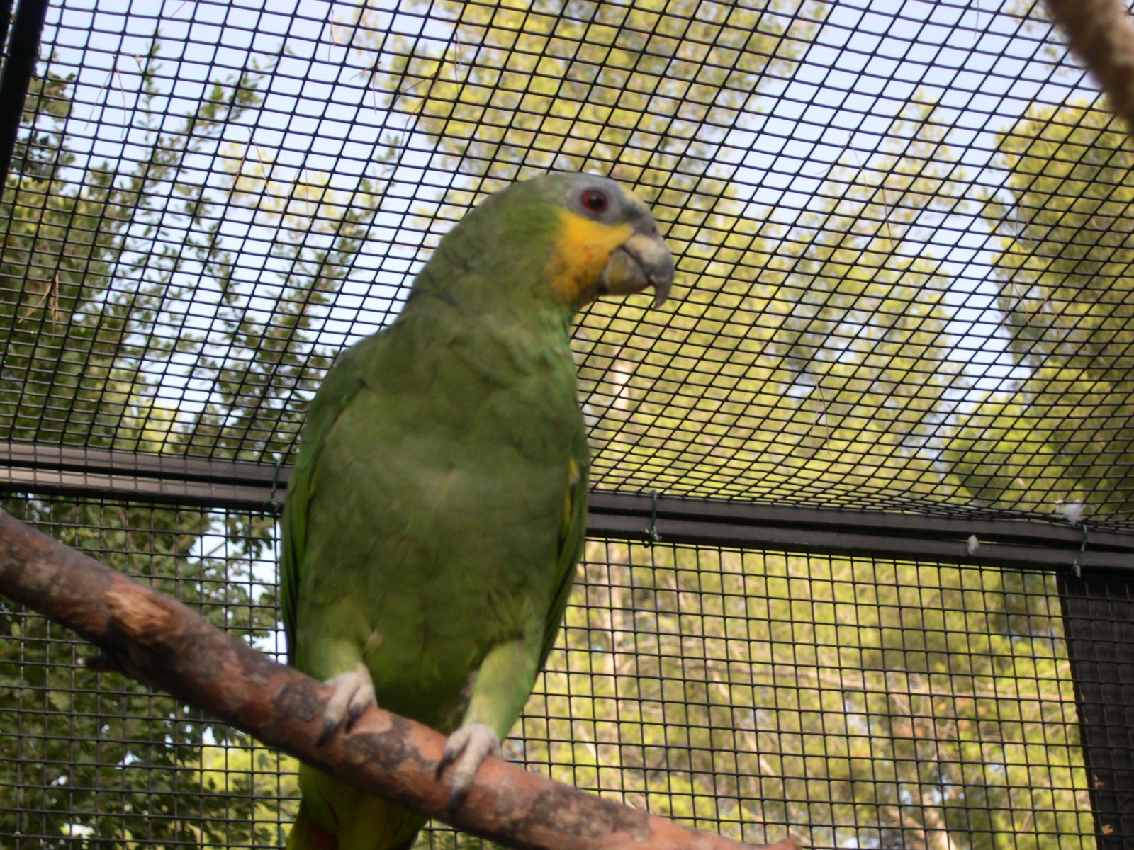 Notre belle amazone à ailes oranges
