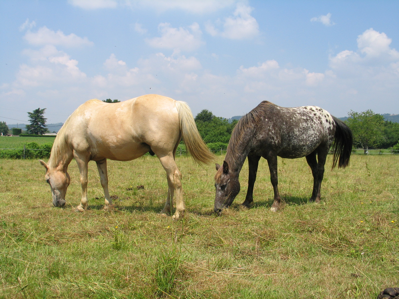 Chevaux 055