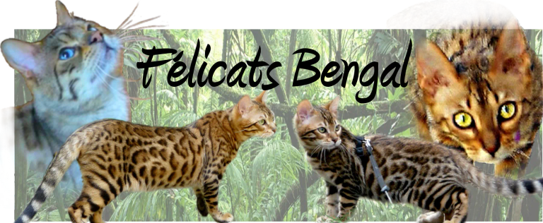 Réserver votre chaton felicats bengal
