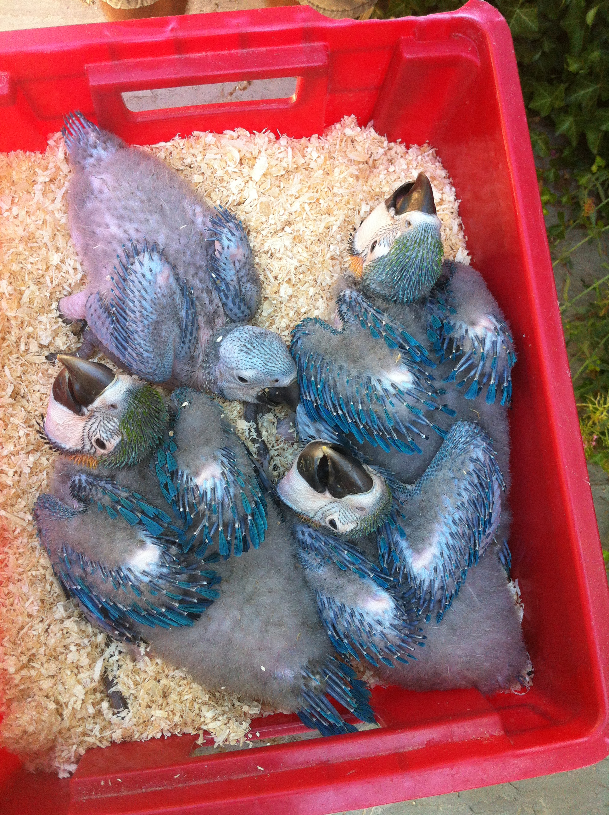 Quatre de nos jeunes Ara ararauna 