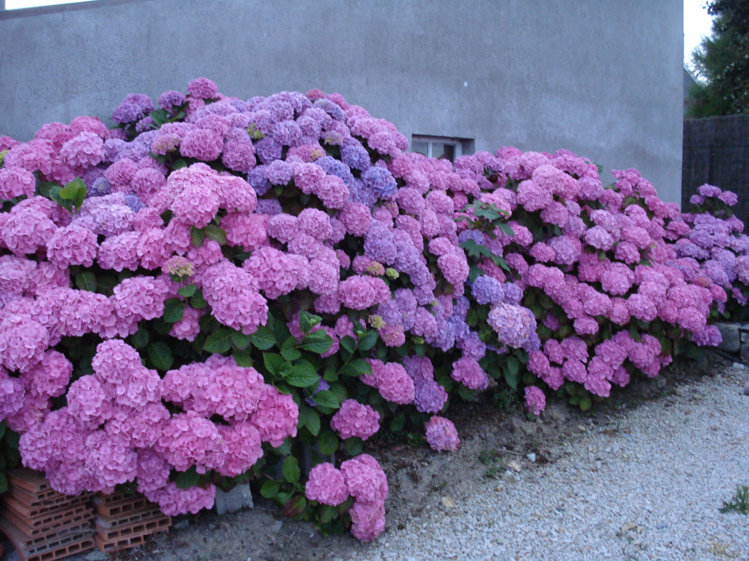 Hortensias a ty maja