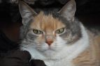 Kitcat, trouvé errante et pleine dans les bois du Loiret