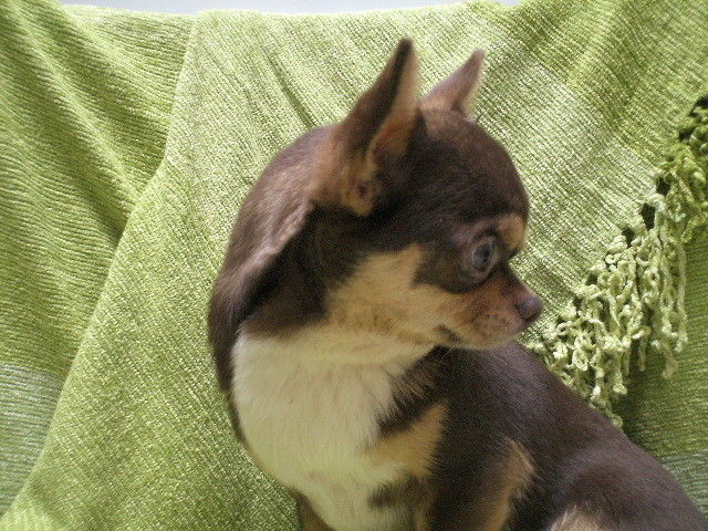 L americain 2 