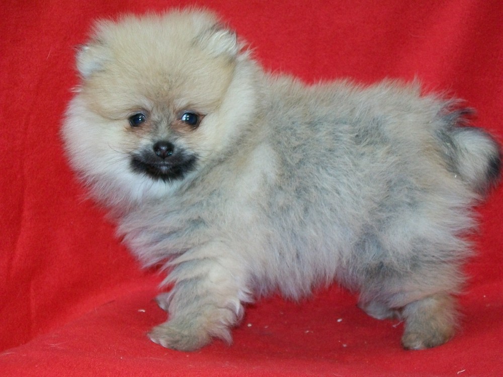 Bb spitz