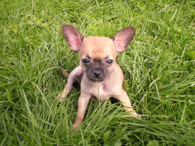 Coco