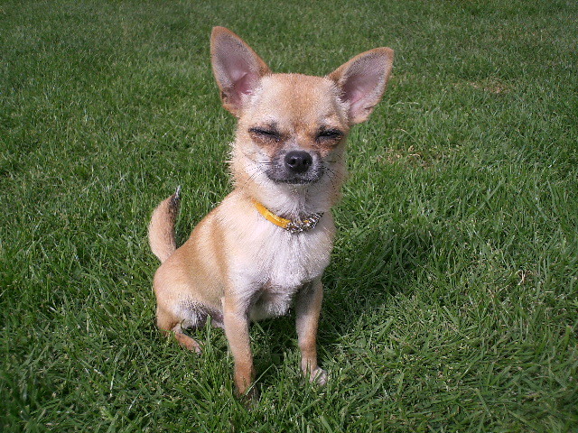 Chico b