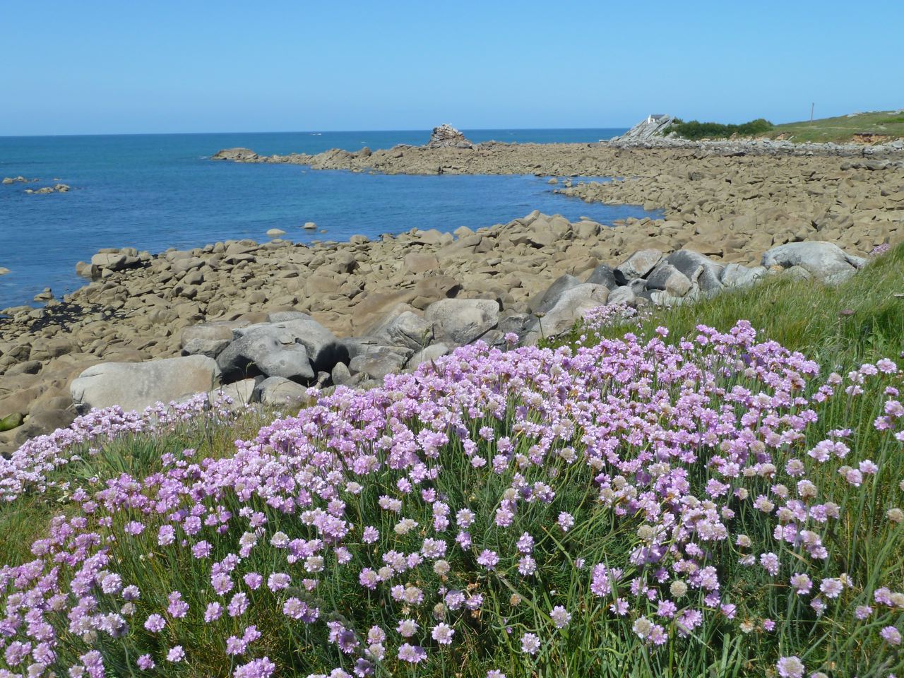 Menfig en fleurs