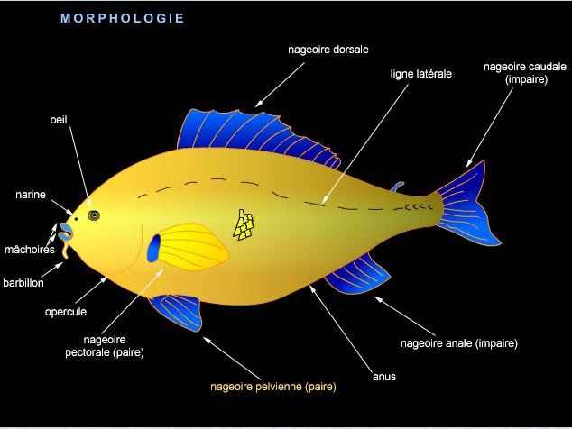 Morphologie du poisson