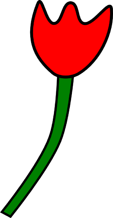 Tulipe droit
