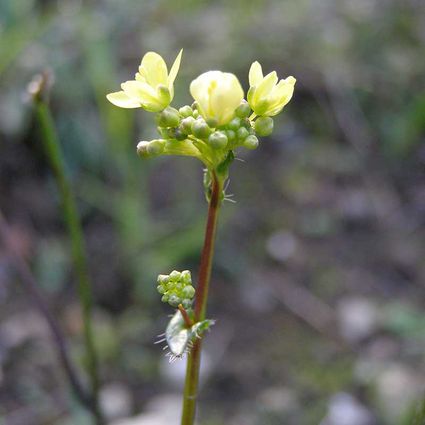 Biscutelle de neustrie