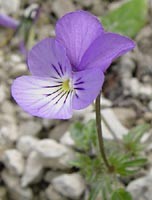 Violette de Rouen