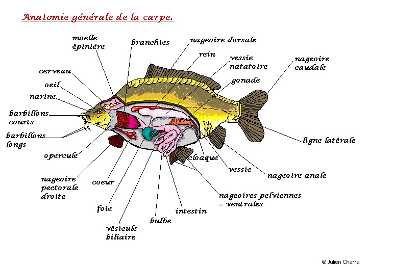 Anatomie de la carpe
