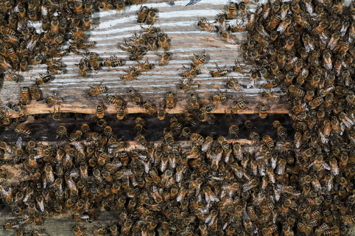 Essaim Abeilles01