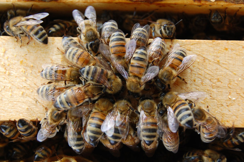 3715 1369990638 abeilles buckfast