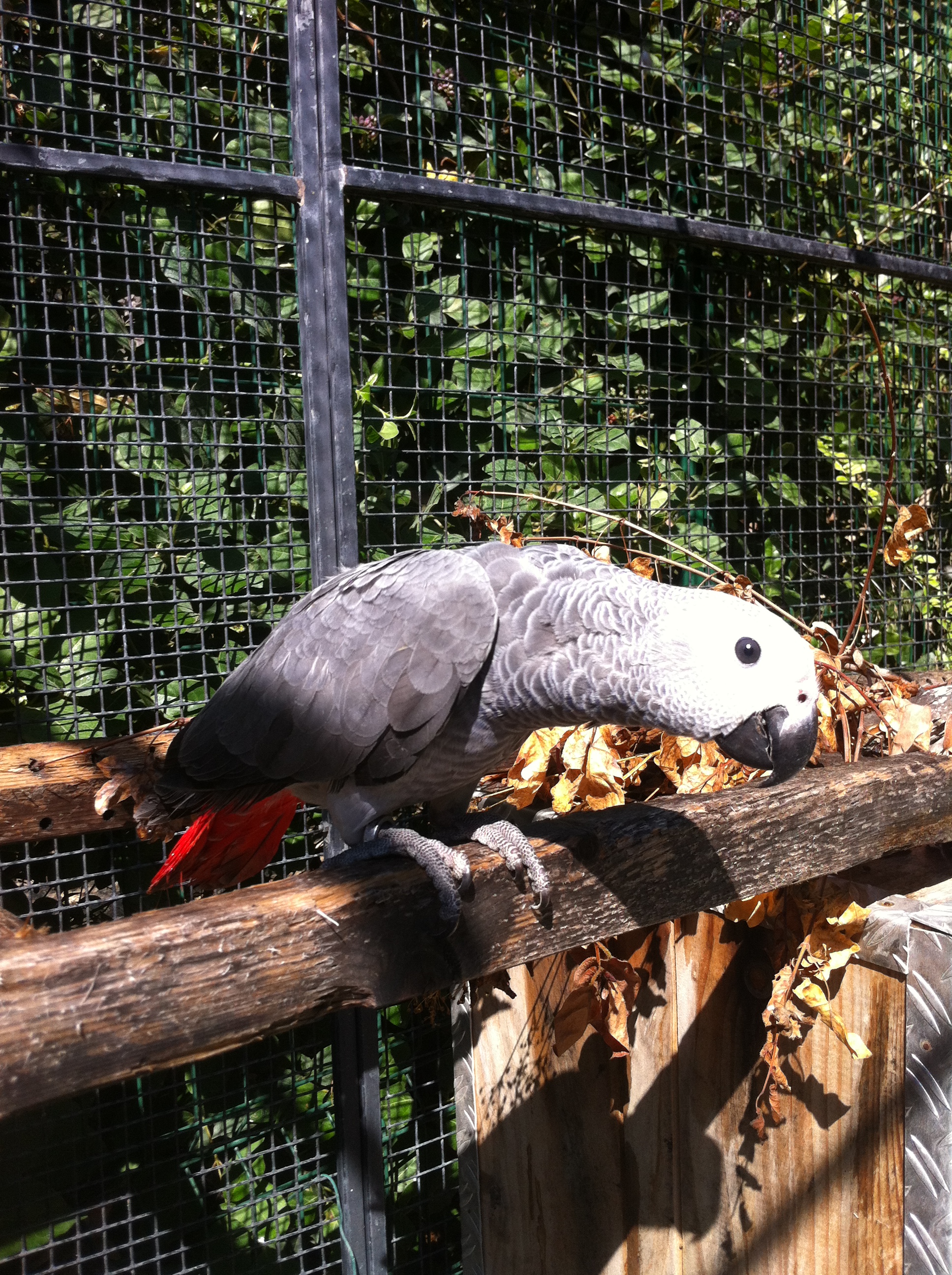 Jeune perroquet Gris du Gabon à 2,5 mois