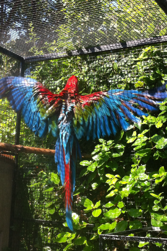 Ara prenant son bain