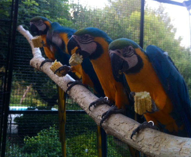 Perroquets s'alimentant d' épis de maïs