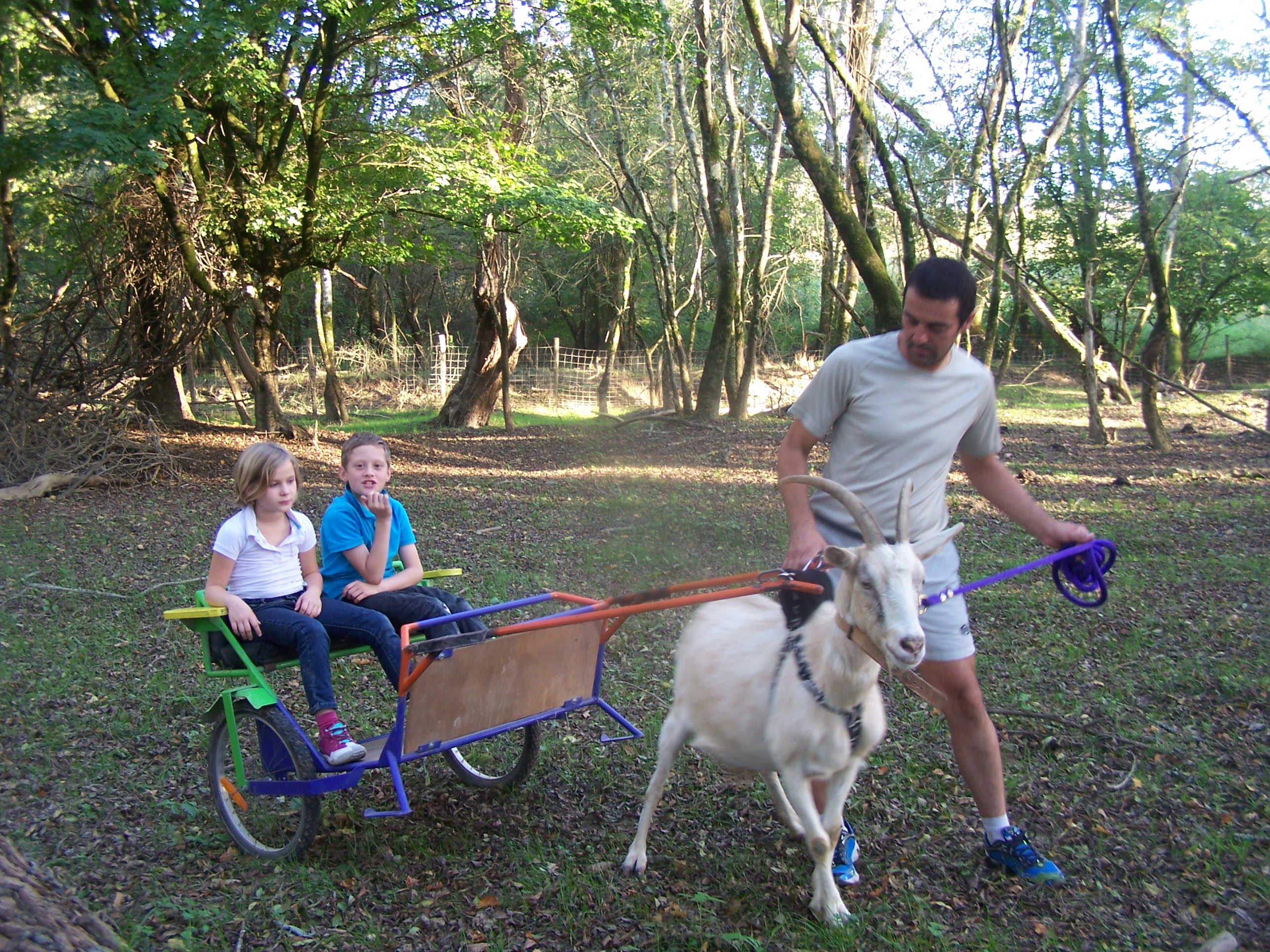 Sortie sulky avec les chêvres