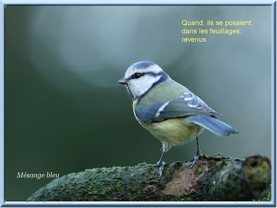 Oiseau 4