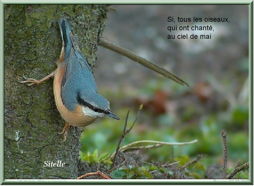 Oiseau 1
