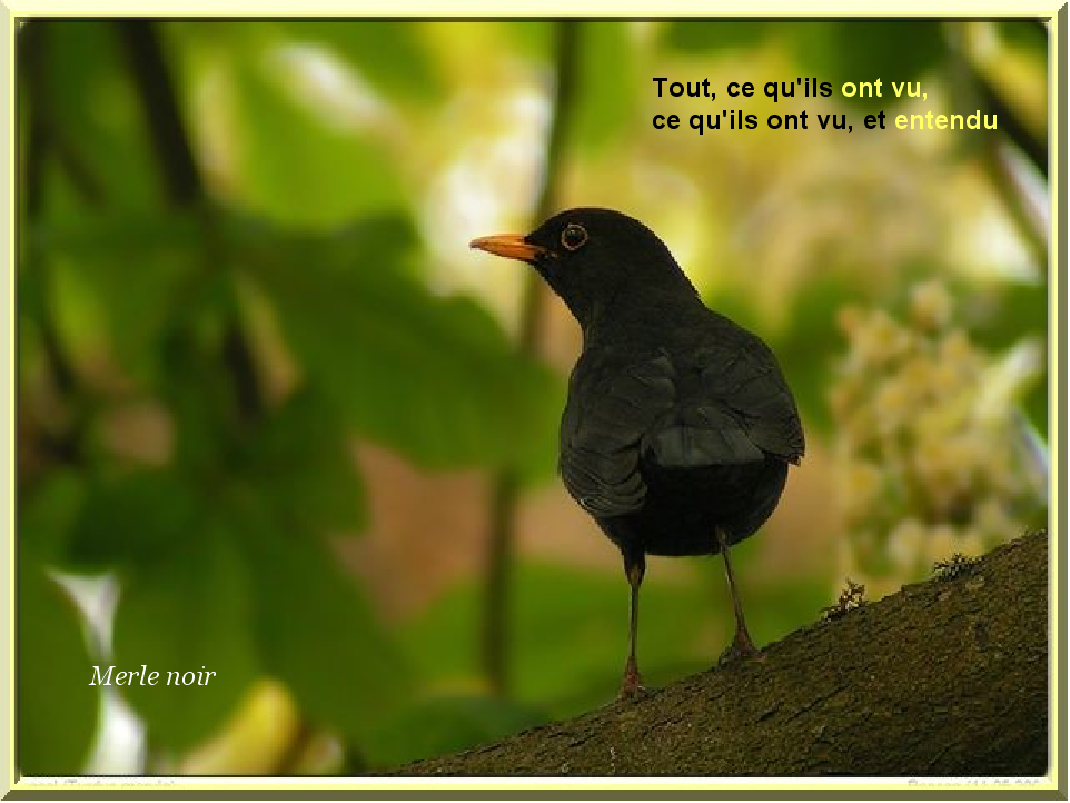 Oiseau 3