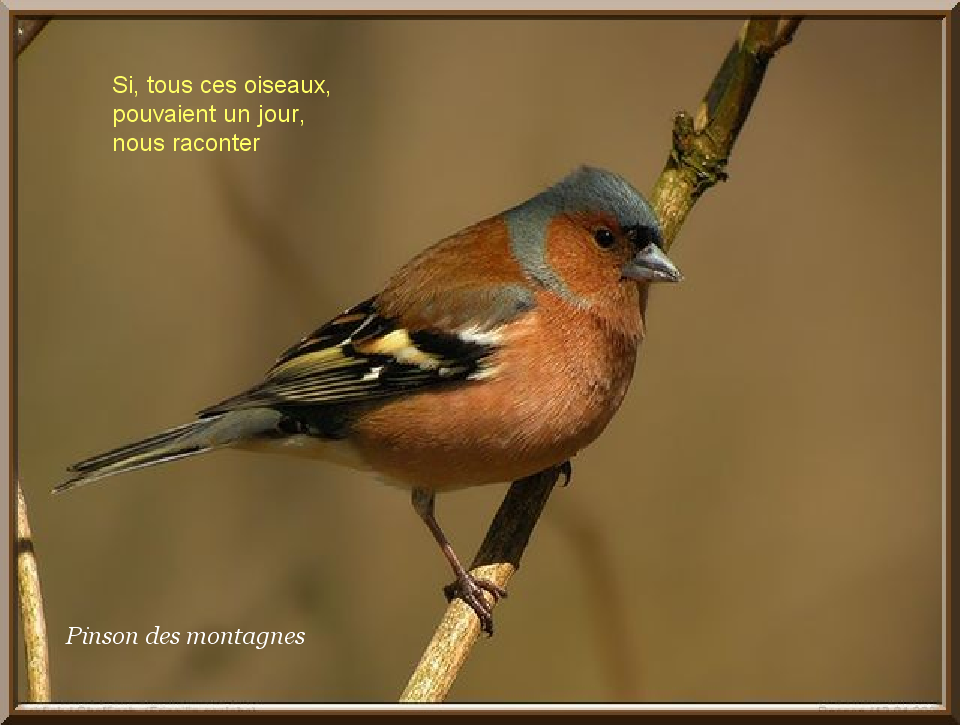 Oiseau 9