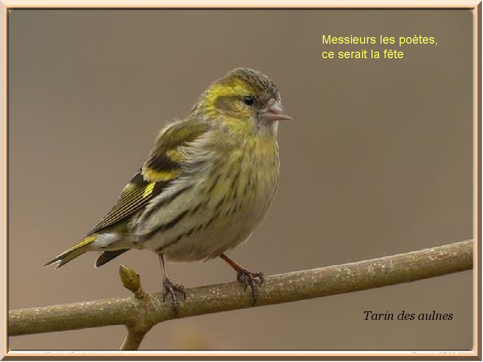Oiseau 14