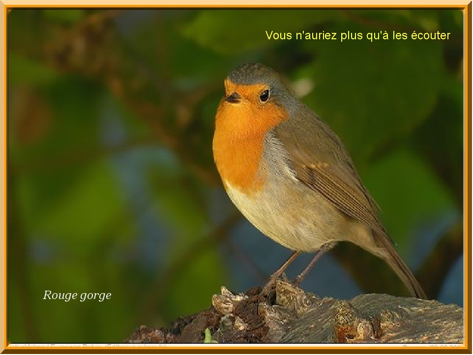 Oiseau 15