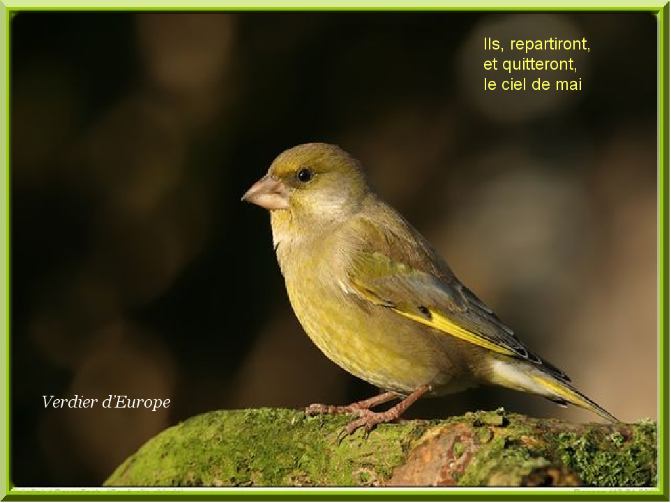Oiseau 17