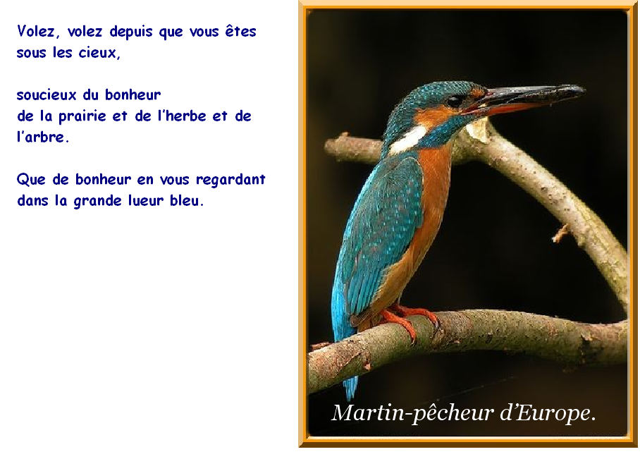 Oiseau 20