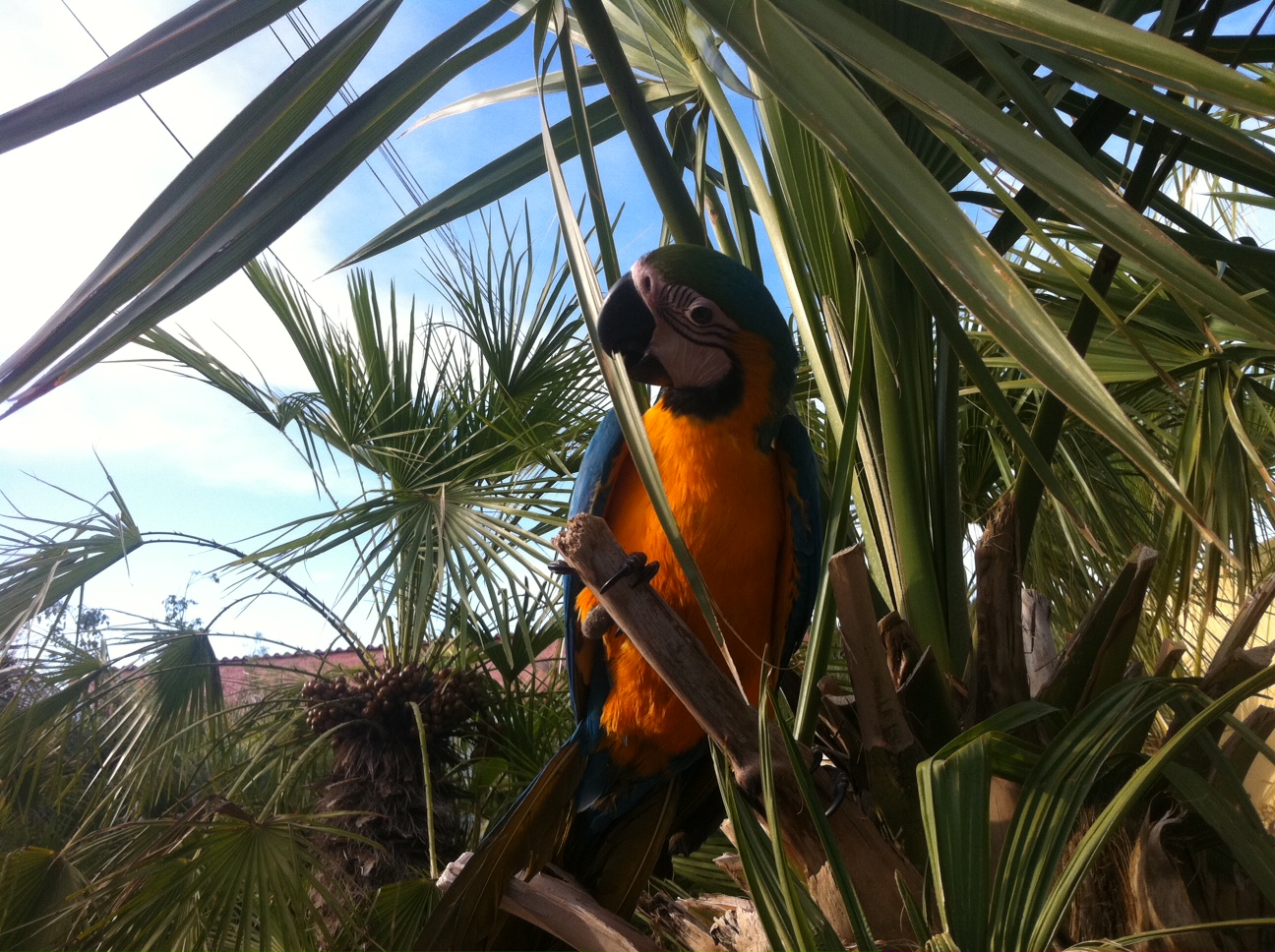 La jeune Samba ararauna