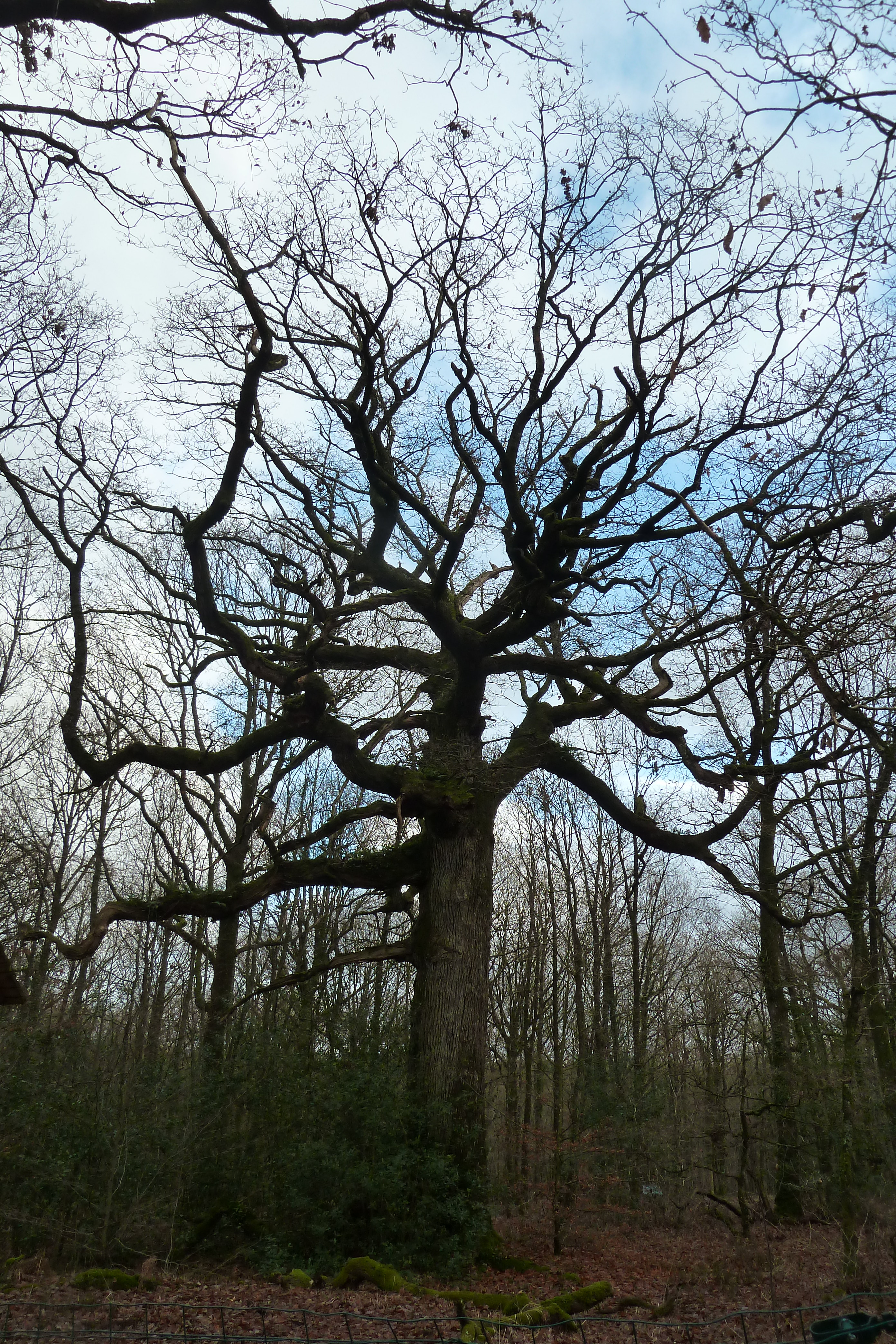        Chêne Brocéliande