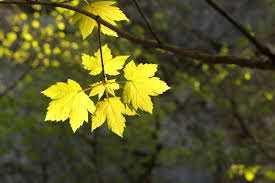Feuille